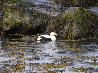 Eider Duck