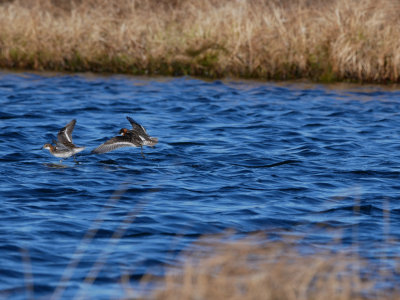 Red-Necked Phalarope