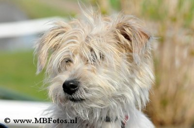 _MBF9750.jpg