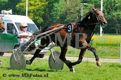 Koers 6. Golden Avenue1.jpg