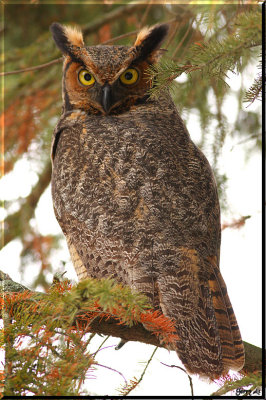 Great Horned