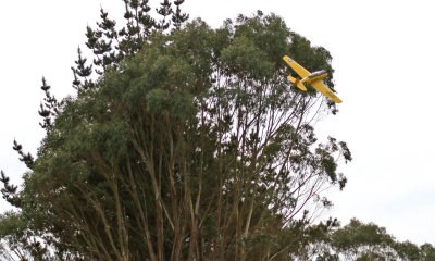 Tony's Harvard just about skimming the gum trees, 0T8A6913.jpg