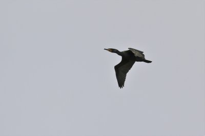 Shag overhead, 0T8A0589.jpg