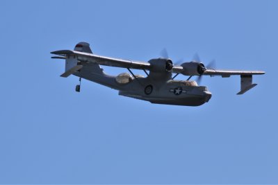 Ross's Catalina, 0T8A5939.JPG