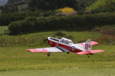 Ross' Chipmunk on Armistice Day, 0T8A9913.jpg