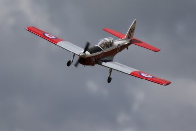 Ross' Chipmunk on Armistice Day, 0T8A9927.jpg