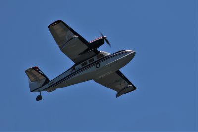 Ross' Widgeon, 0T8A2574 (2).JPG