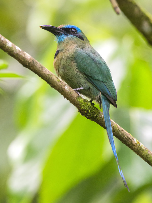 Keel-billed motmot