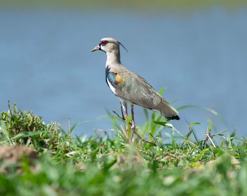 Southern Lapwing 