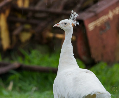 All White Peafowl sm.jpg