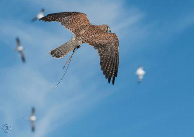 Sky Kings Falconry 