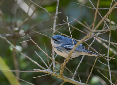 Cerulean Warbler