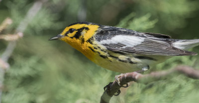 Blackburnian Warbler