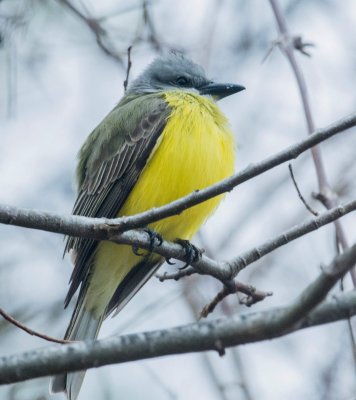 Couch's Kingbird 