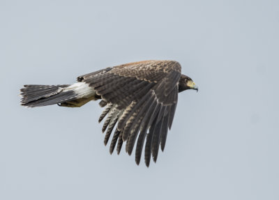 Harris Hawk