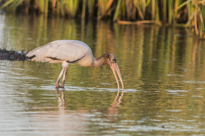 Wood Stork 