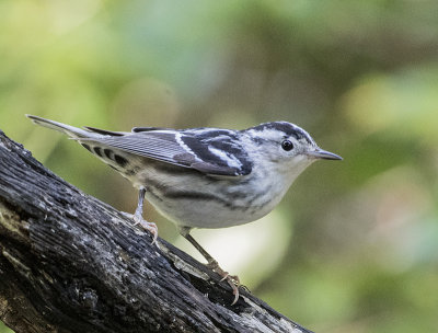 Black and White Warbler