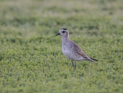 American Golden-Plover 