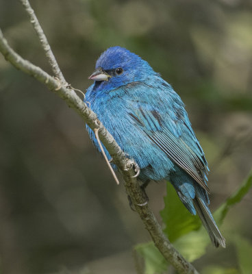 Indigo Bunting 