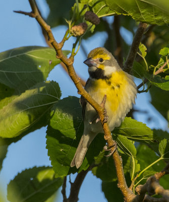 Dickcissel 