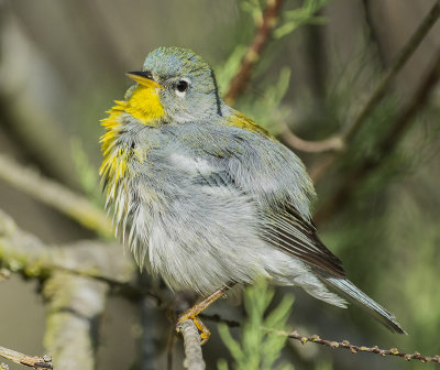 Northern Parula 