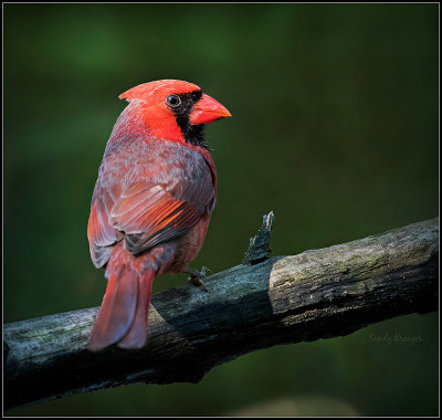 Northern Cardinal 