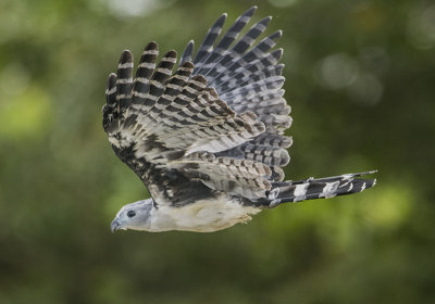 Gray-headed Kite Leptodon cayanensis