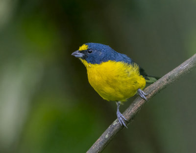 Yellow-throated euphonia 