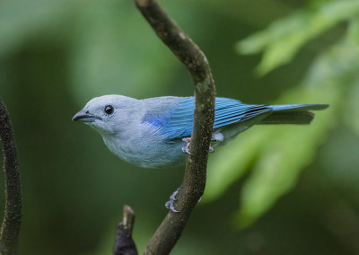 Blue-gray tanager 