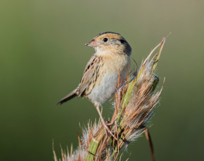 LeConte's sparrow