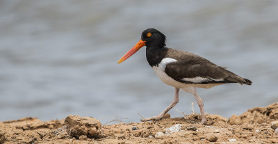 American Oystercatcher D850 pbase.jpg