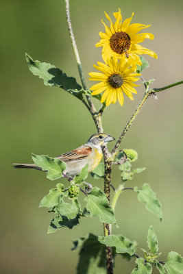 Dickcissel 