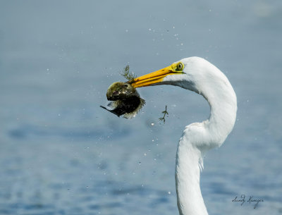 Great Egret spears a fish Print of crop.jpg
