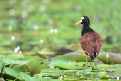 Northern Jacana