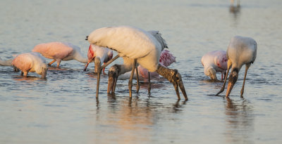 Wood Stork & Roseate Spoonbill