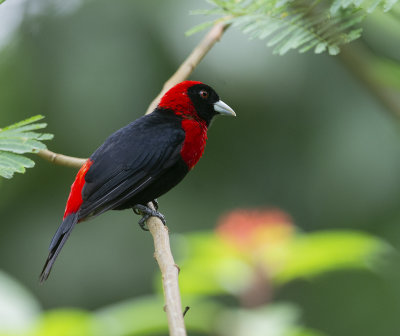 Crimson-collared Tanager 