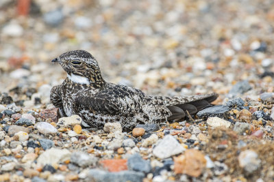 Common Nighthawk