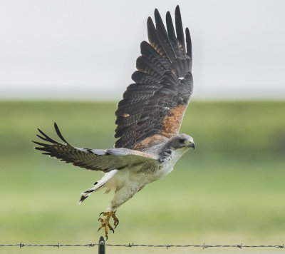 White tailed Hawk sm.jpg