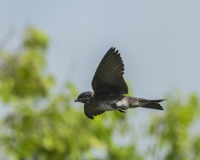 Purple Martin against the green bg sm.jpg