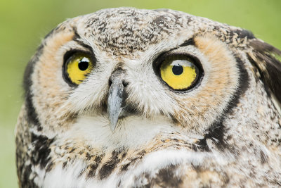 Great Horned Owl (Captive)