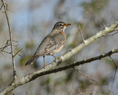 American Robin