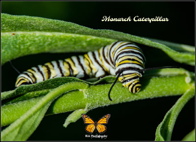 monarch caterpilar sm.jpg
