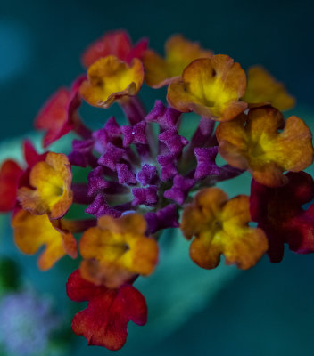 Lantana 