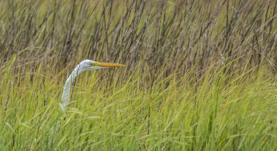 Great Egret