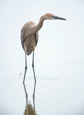 reddish Egret tx city  smm.jpg