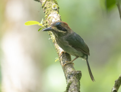 Tody Motmot