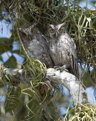 Pacific screech owl