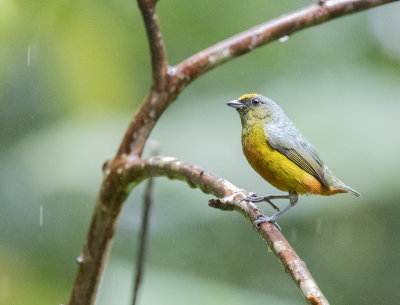 Olive-backed euphonia 