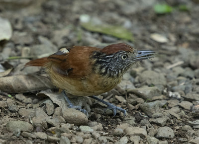 Barred antshrike sm.jpg