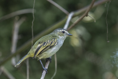 Paltry tyrannulet